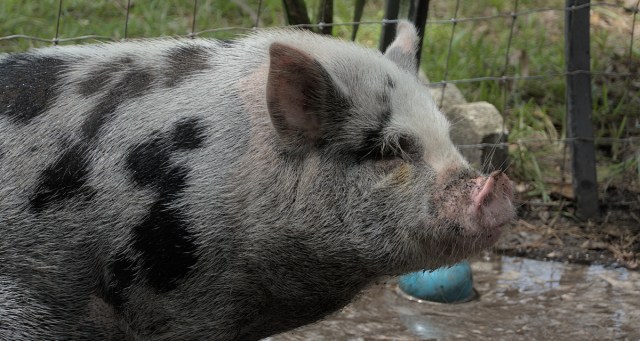 Pig Suspecting Punk Only Adopted It for His Kidneys