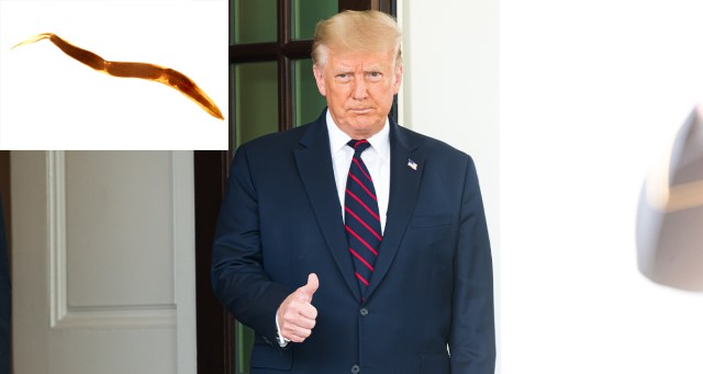 Trump Brags His Brain Worms Are Still Alive and Very Strong