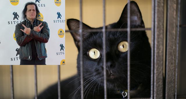 Black Cat at Adoption Event Still Holding Out Hope Danzig Will Show Up