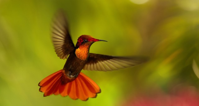 Small Bird Horribly Embarrassed At How Fast He Nutted In Nature Documentary