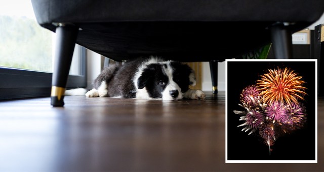 Dog Doesn’t Like Fireworks “Because of What They Represent”