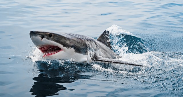 Fictional Mayors Ranked by Likelihood of Closing the Beaches After a Shark Attack