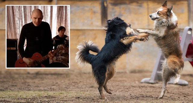 Smashing Pumpkins Song Sends Doggy Daycare Into Frenzy After Billy Corgan Shouts “Wanna Go for a Ride”