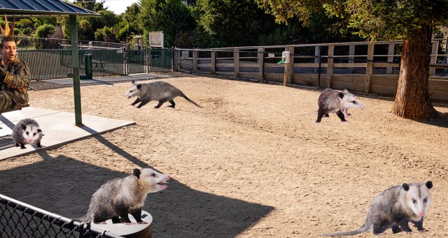 Punk Dog Park All Opossums