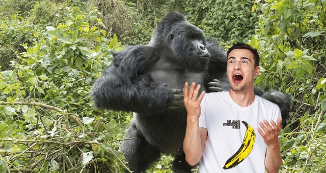 Guy Fleeing From Pack of Escaped Gorillas Regrets Wearing Velvet Underground Shirt to Zoo Today
