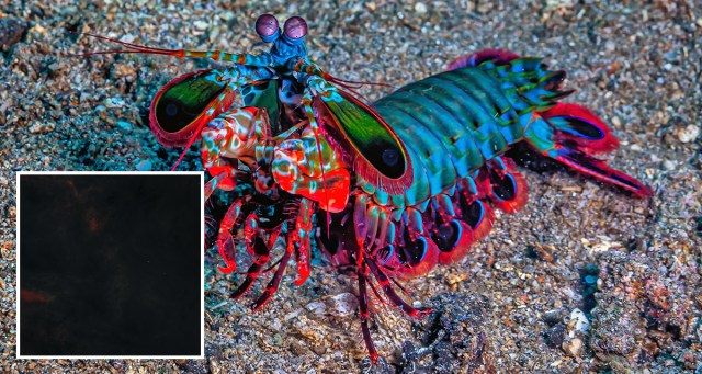 Latest Weezer Album to Be Based on Color That Only Mantis Shrimp and Several Bee Species Are Capable of Seeing