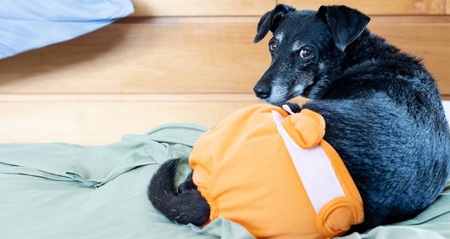 Adoption Form for Elderly Dog with Gangrene Requires Everyone in Household to Have Pentagon Clearance