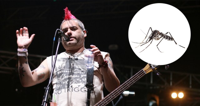 Mosquito Immediately Regrets Sucking Fat Mike’s Blood