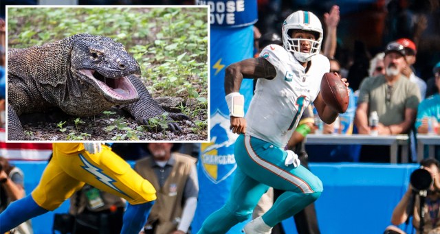 Every NFL Starting Quarterback Ranked By Their Likelihood to Have Their Fingers Bitten Off By a Komodo Dragon By Midseason