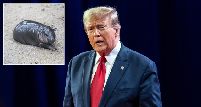 Trump Further Alienates Self on International Level After Posting “I HATE MOO DENG” on Truth Social