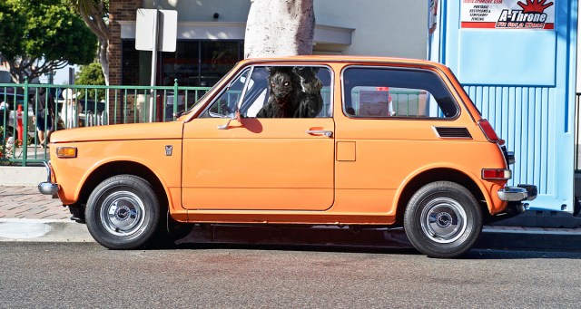 Werewolf Criticized After Leaving Himself in Hot Car