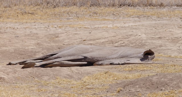 Environmental Win! Scientists Celebrate First Boneless Rhino Bred in Captivity