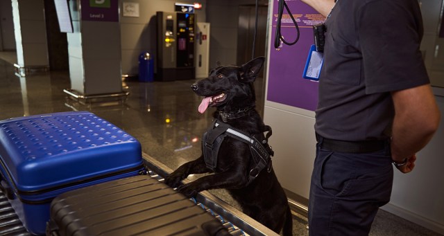 How to Create an Airtight Excuse to Miss Thanksgiving by Getting Attacked by the TSA Dogs