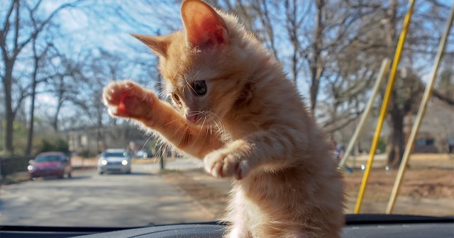 5 Household Pets That I’ve Failed To Teach Karate To