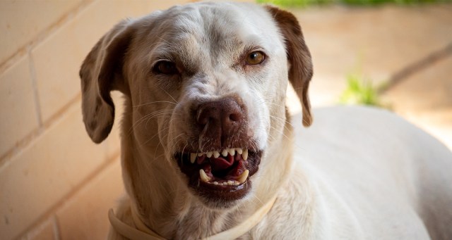 Punk House Dog Tired of Being Blamed for Puke on Carpet