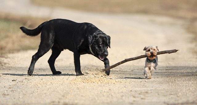 Overworked Emotional Support Dog Now Requires Its Own Smaller Emotional Support Dog