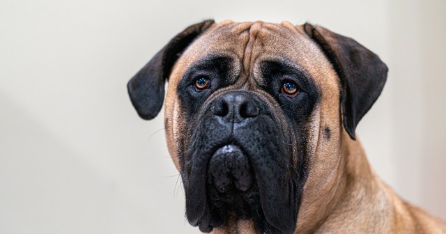 Opinion: They Should Invent a Dog Breed That Doesn’t Look At You While You Jerk Off