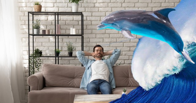 Nature Is Healing: 5 Places in Your Apartment That Dolphins Have Reclaimed