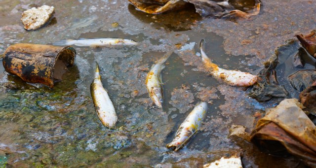 Dead Punk’s Scattered Ashes Poison Entire Ecosystem