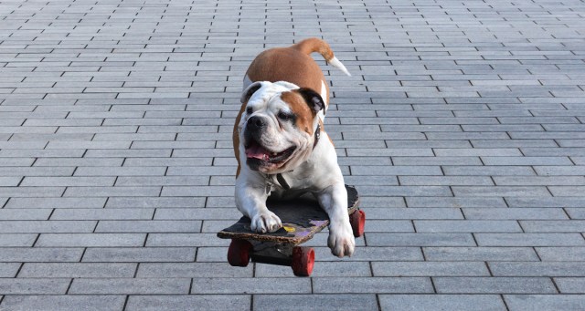 Poser Skateboarding Bulldog Pushes Mongo