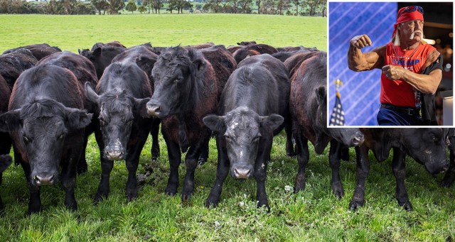 Scientists Concerned After Discovering New Strain of Hulkamania in Livestock