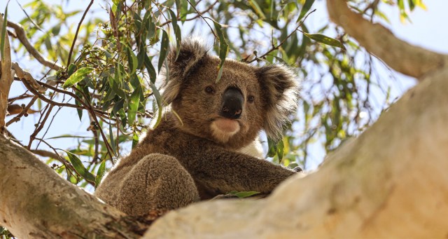 Rare Koala Absolute Fuck Machine