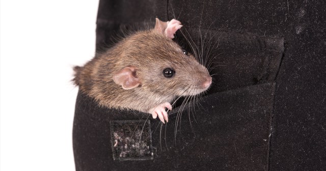 Real Life Ratatouille: This Rat Yanks My Pubes and Makes My Dick Do Stuff
