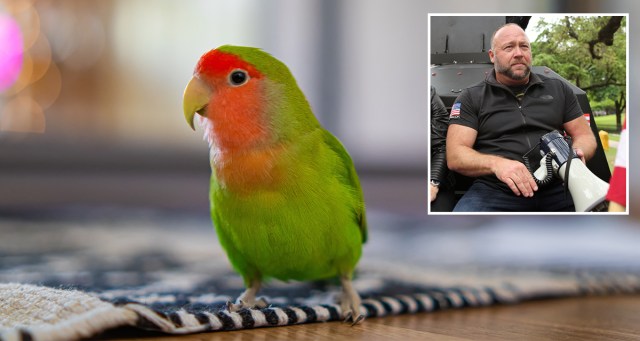 The Next Alex Jones? This Parrot Learned To Say “Deep State”