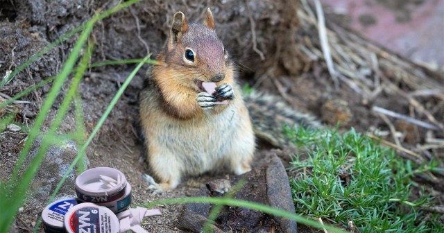 Punk Squirrel Stuffs Cheeks With Zyns To Prepare for Winter