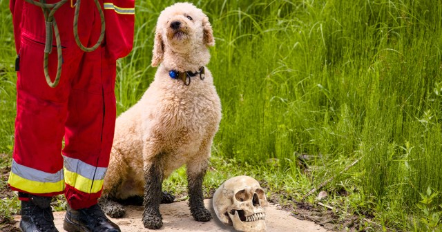 Punk Cadaver Dog Keeping Skull 