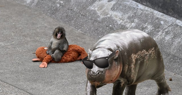 Moo Deng Offers Punch the Monkey Advice on Fame, Small Bump of Coke