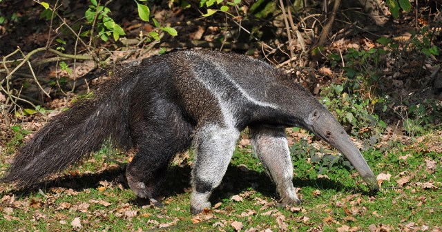 Anteaters Have Other Interests, Not That You Give a Shit