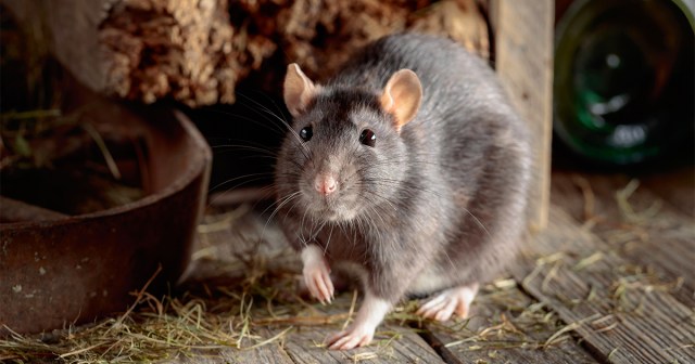 Landlord Adds $500 Pet Deposit for Rats Living in Attic