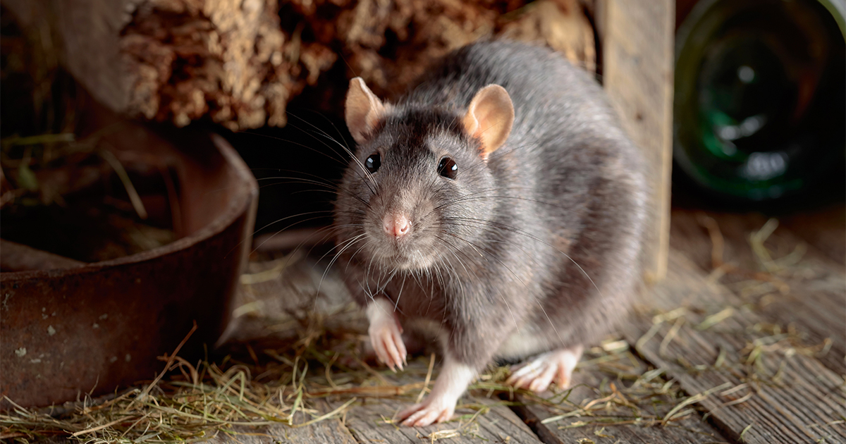 Landlord Adds $500 Pet Deposit for Rats Living in Attic
