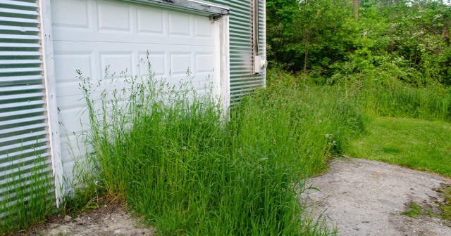 Punk House Enters 28th Consecutive Month of ‘No Mow May’