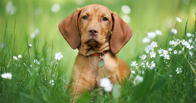 Opinion: Dogs Keep Shooting People. It’s Time To Regulate Dogs