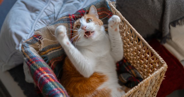 I’m Tired of Being Told I Don’t Pay Rent When I Provide Free Therapy to Four Losers with Underdeveloped Frontal Lobes — Guest Column by a House Cat